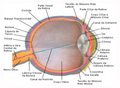 O olho humano